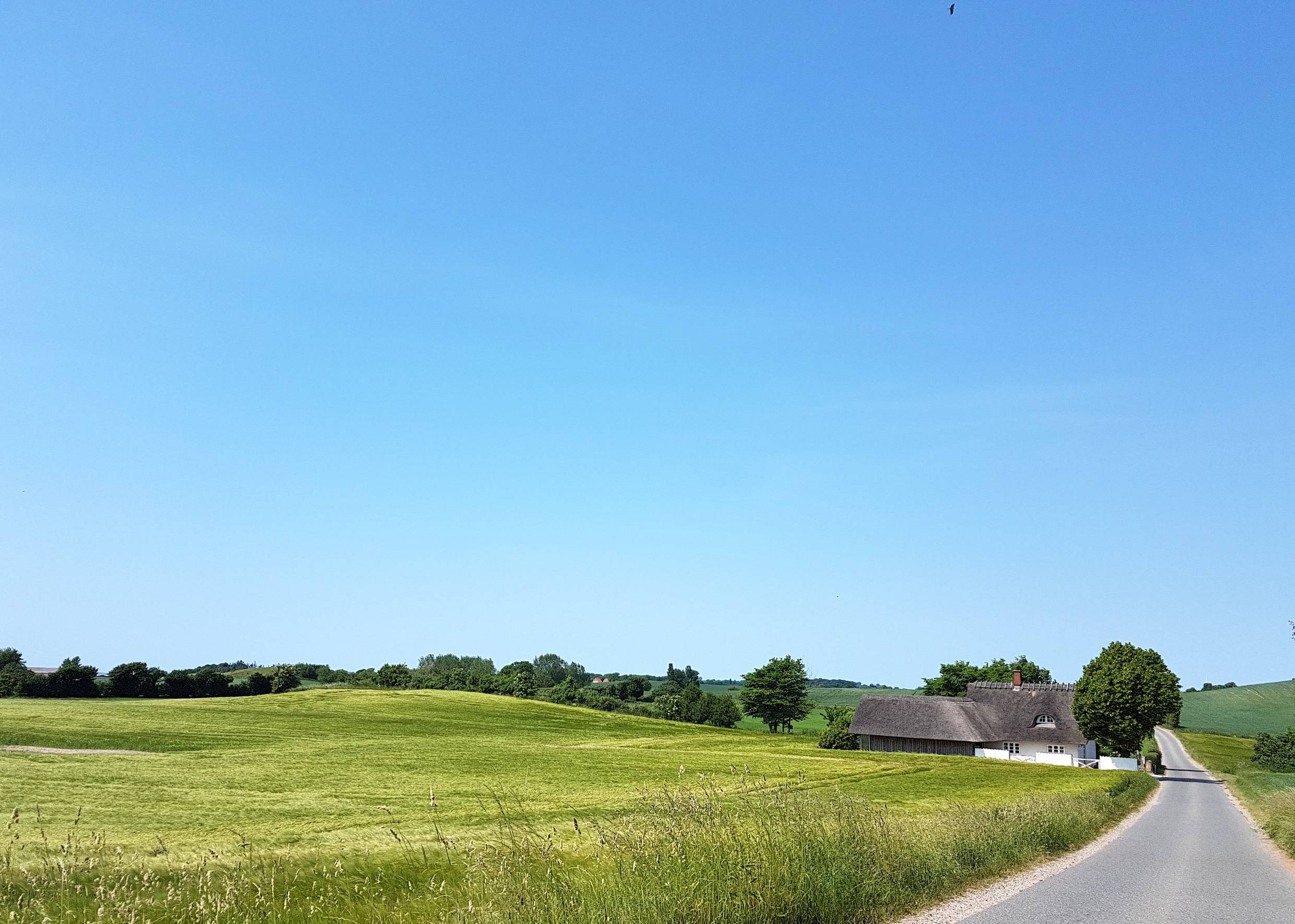 Wellige Landschaft mit Feldern, ein weißes Reetdachaus an der schmalen Straße