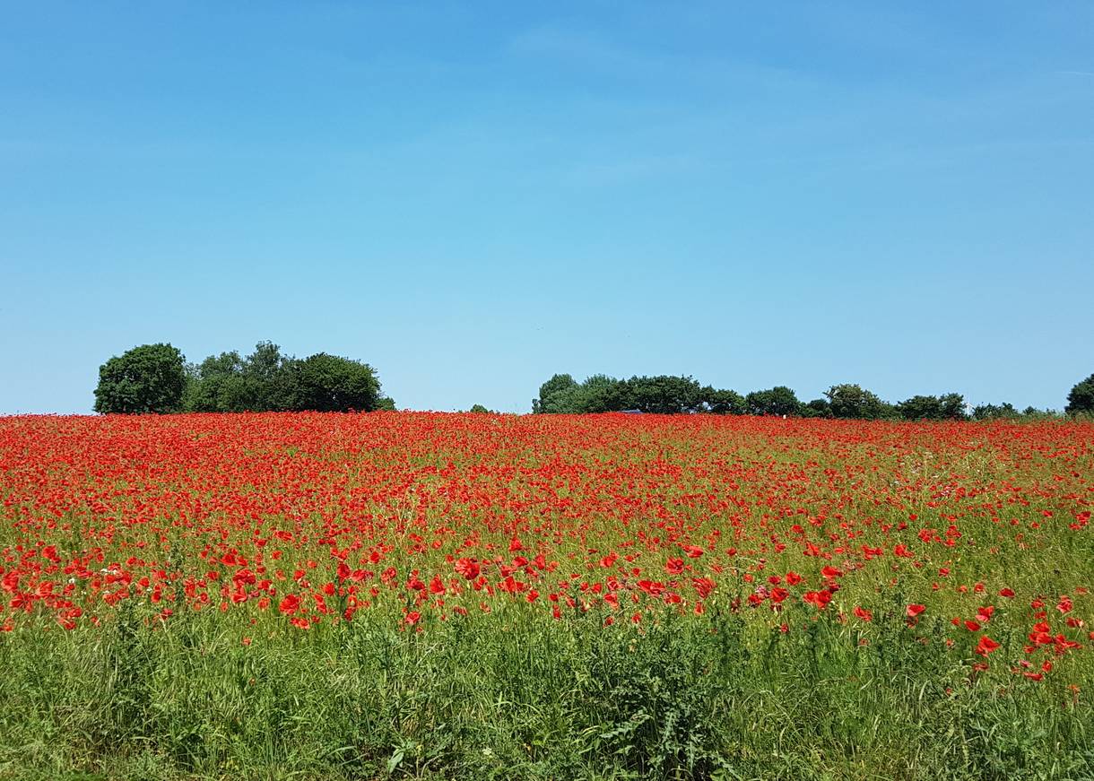 Rot leuchtendes Mohnfeld