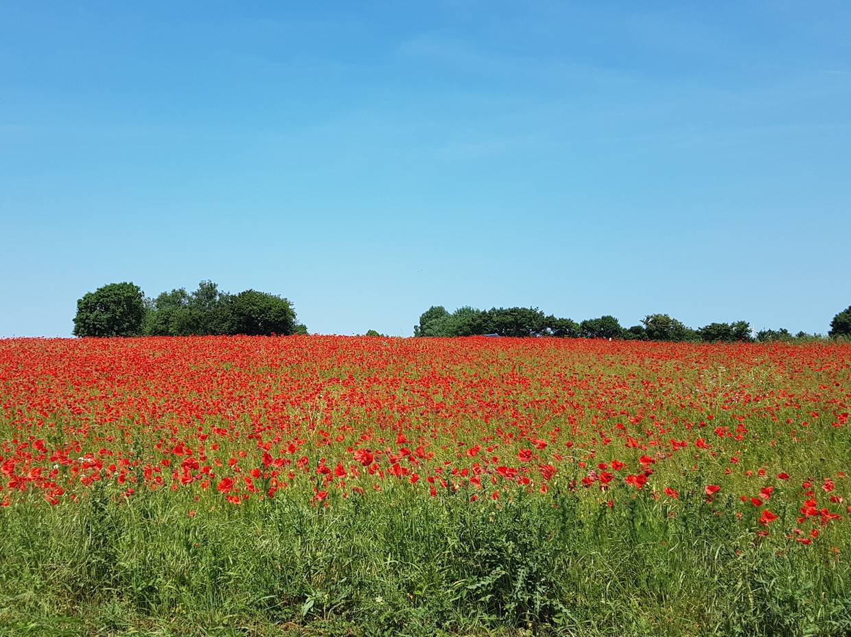 Rot leuchtendes Mohnfeld