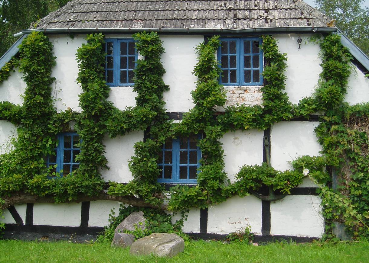 Fachwerkhaus mit akkurat geschnitten Ranken an der Hauswand