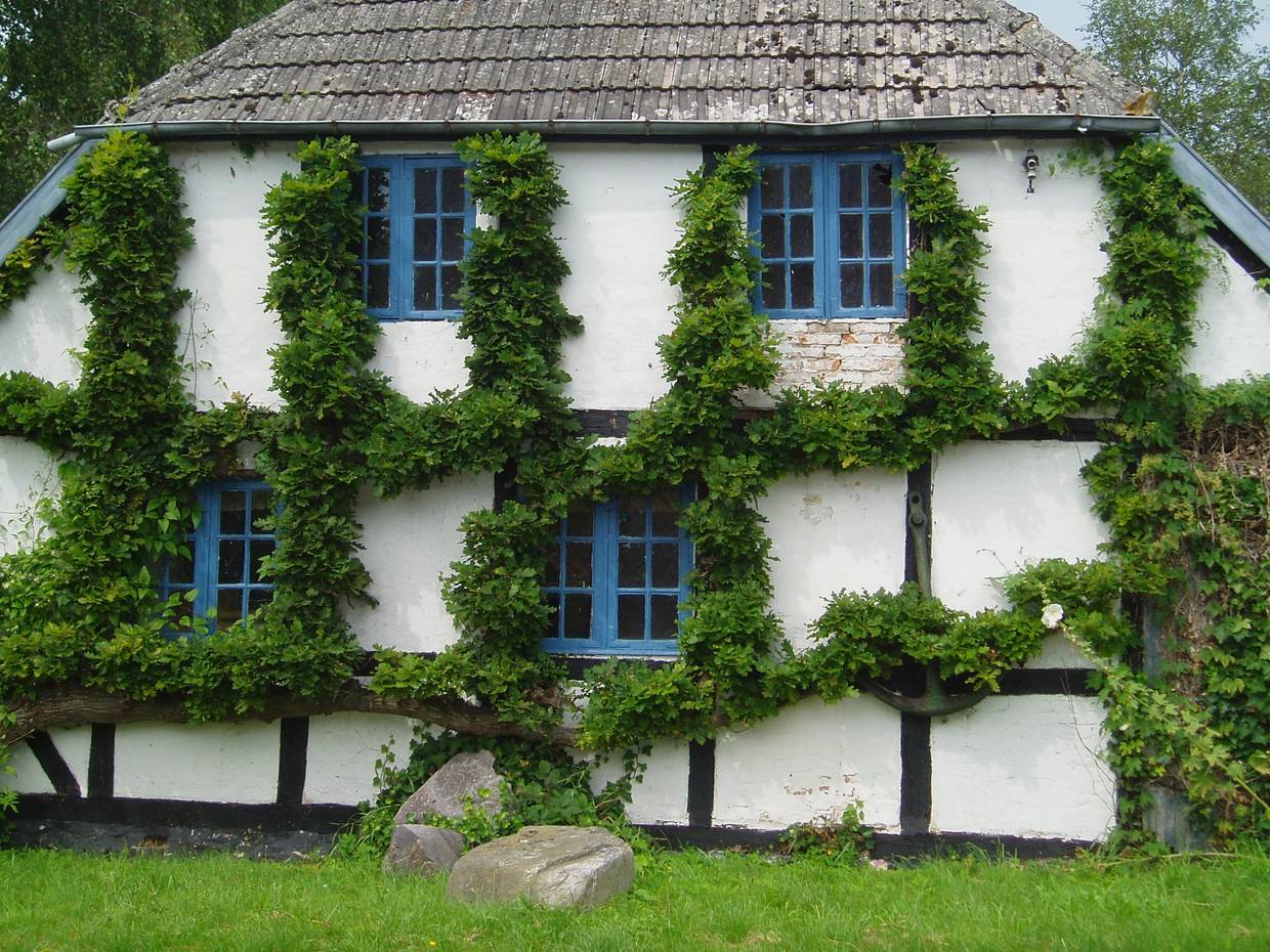 Fachwerkhaus mit akkurat geschnitten Ranken an der Hauswand