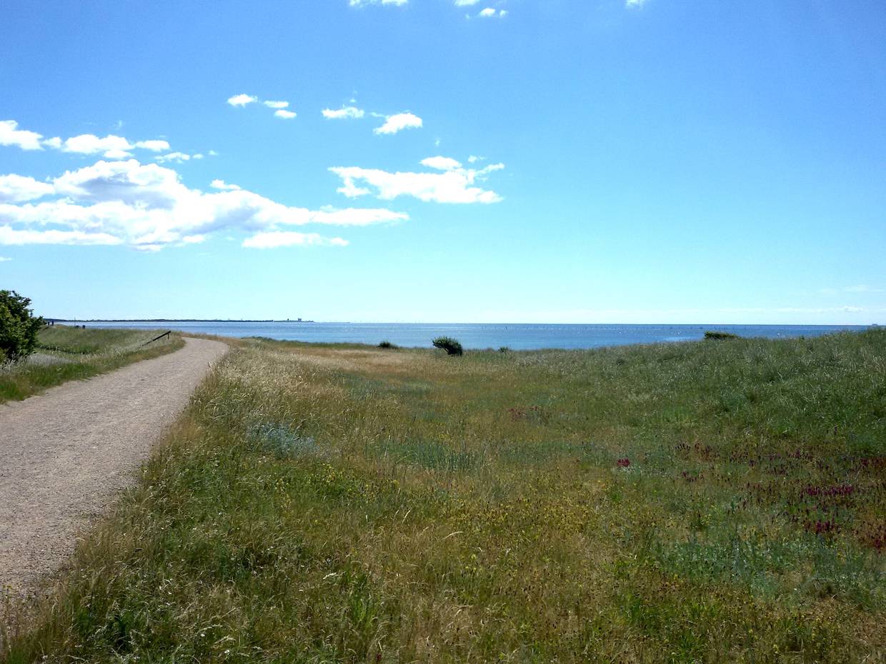 Radweg zwischen Wiesen