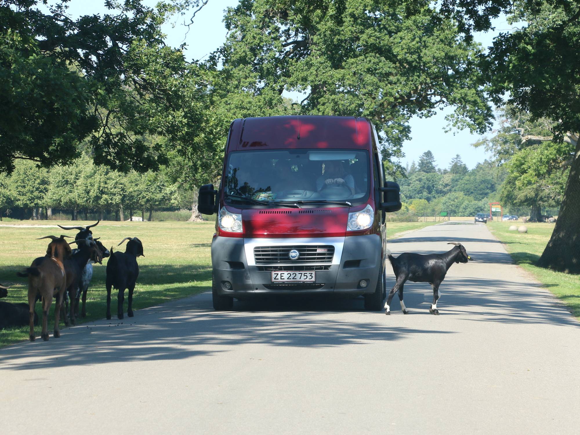 Roter Minibus zwischen Ziegen im Safaripark
