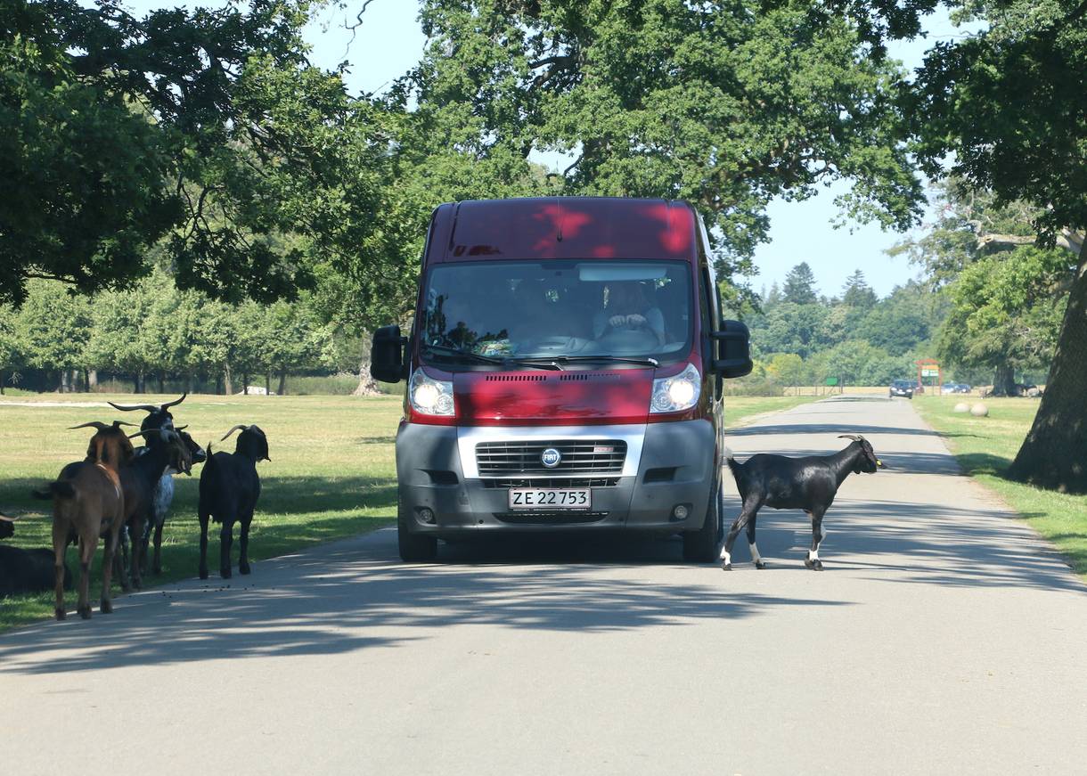 Roter Minibus zwischen Ziegen im Safaripark
