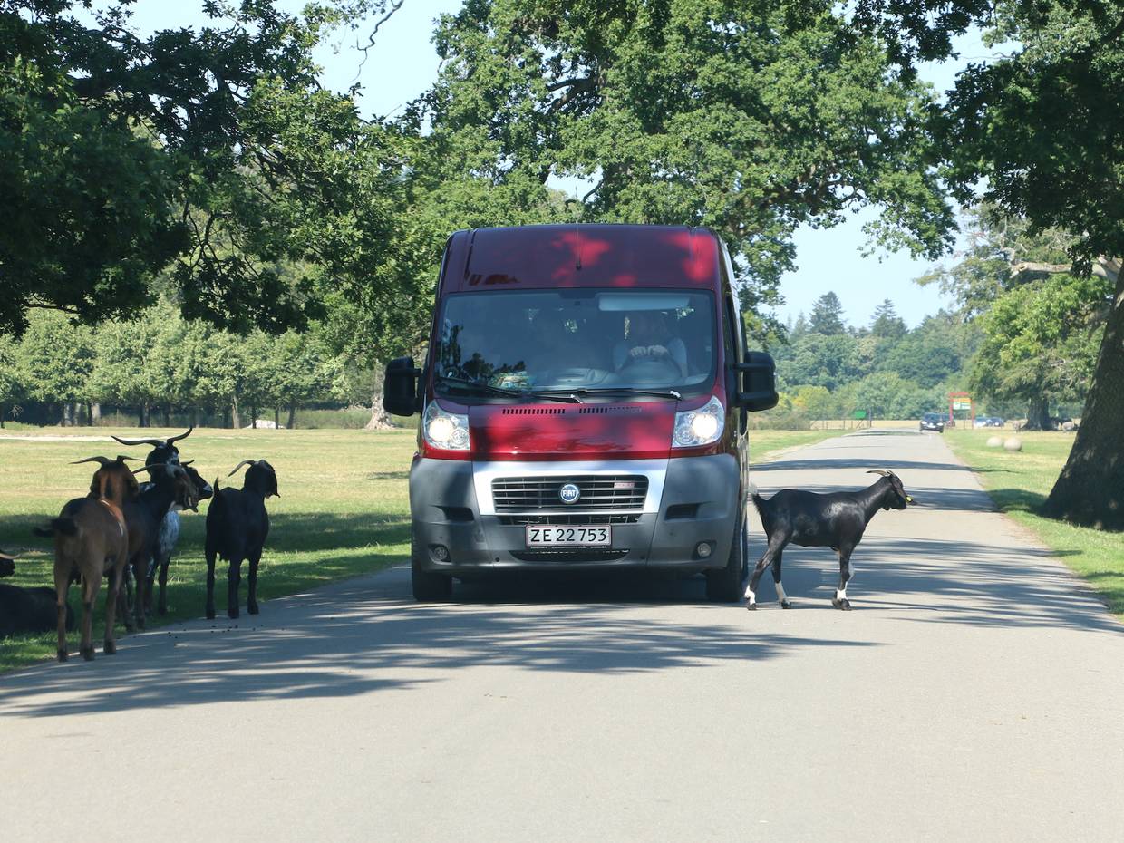 Roter Minibus zwischen Ziegen im Safaripark