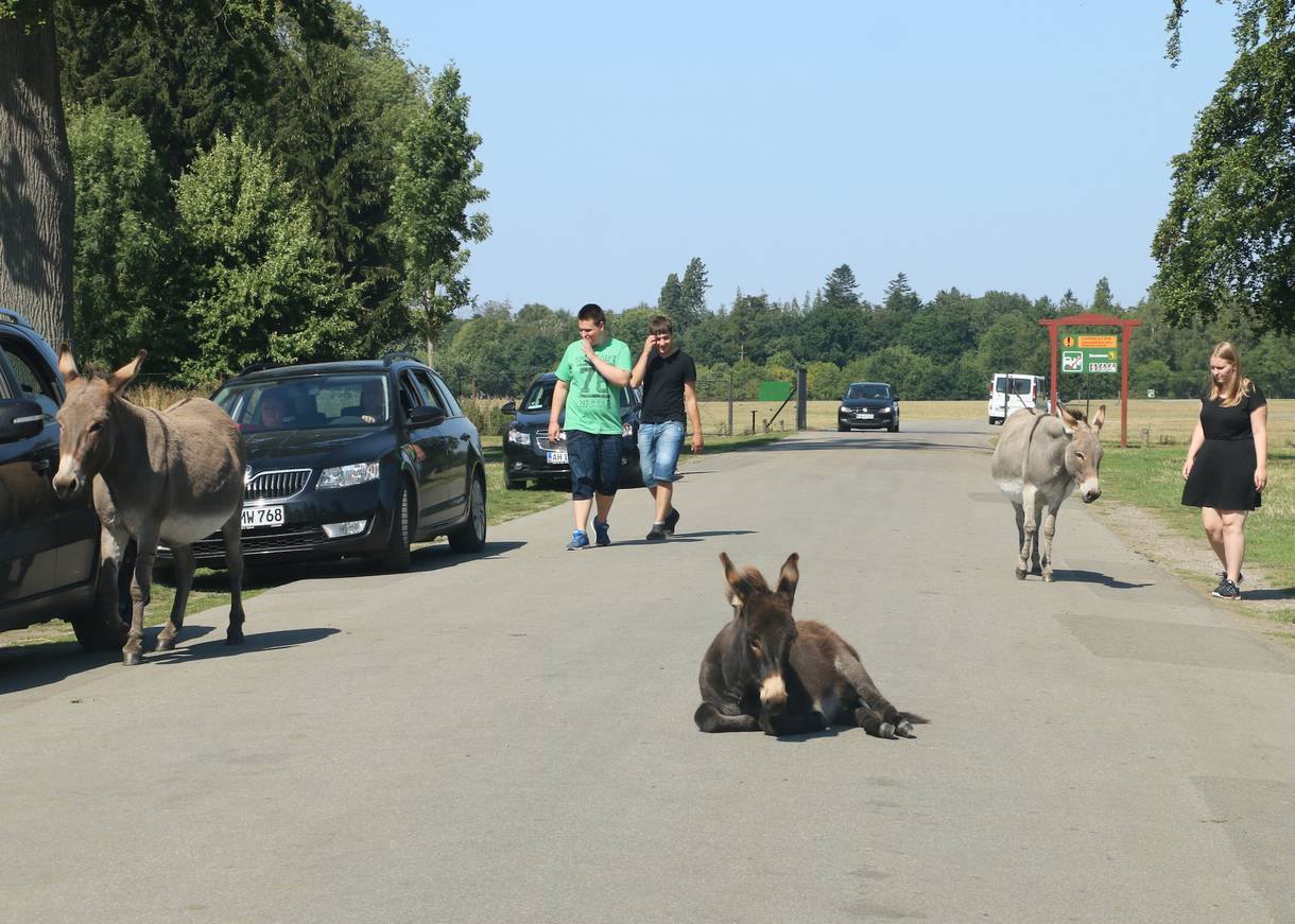 Spaziergänger und Esel auf einem Weg