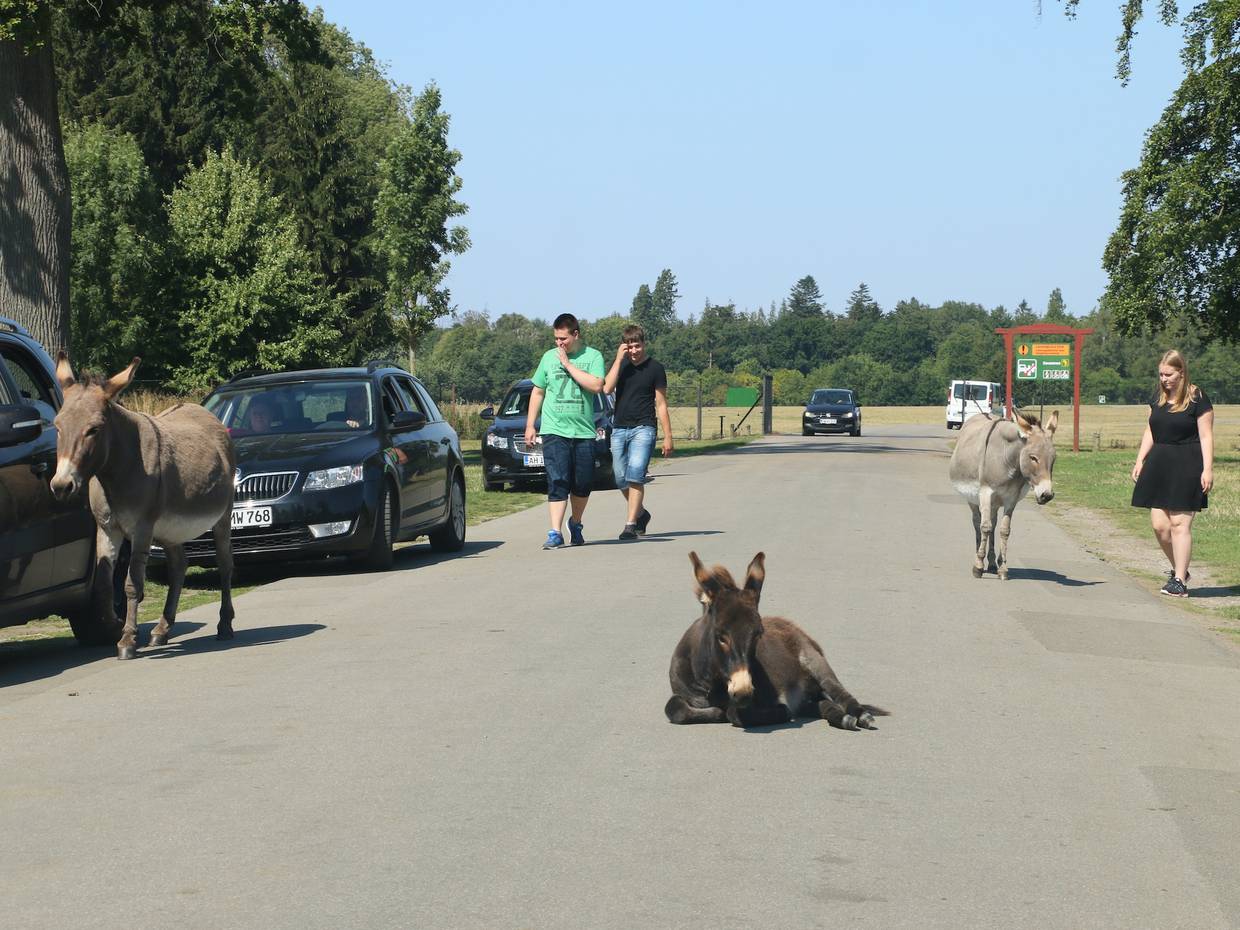 Spaziergänger und Esel auf einem Weg
