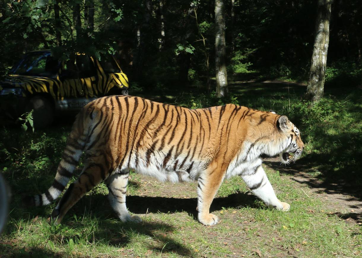 Tiger unter Bäumen