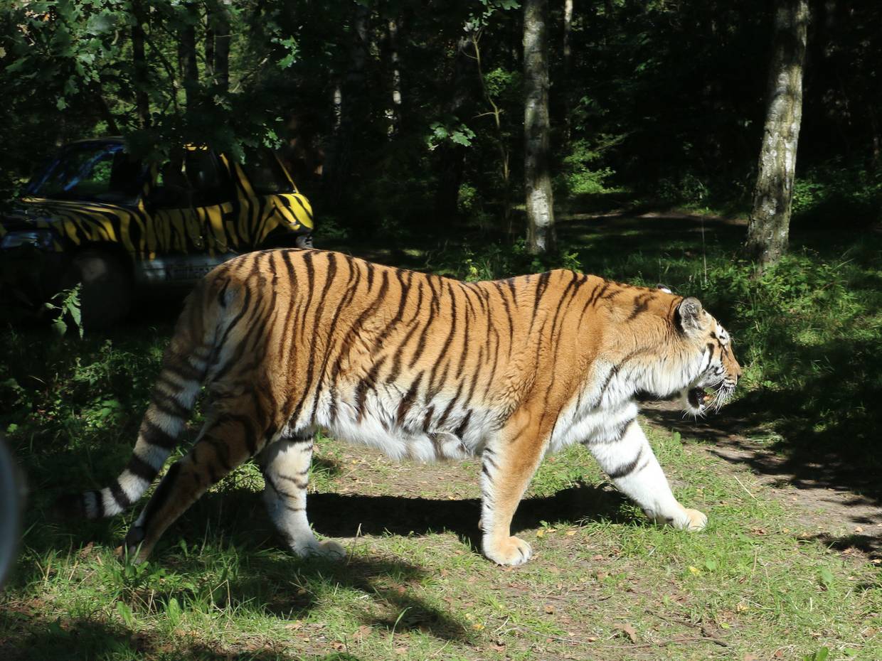 Tiger unter Bäumen