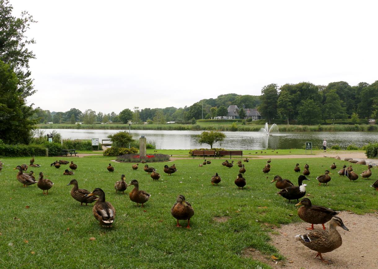 Zahlreiche Enten auf einer Wiese am See