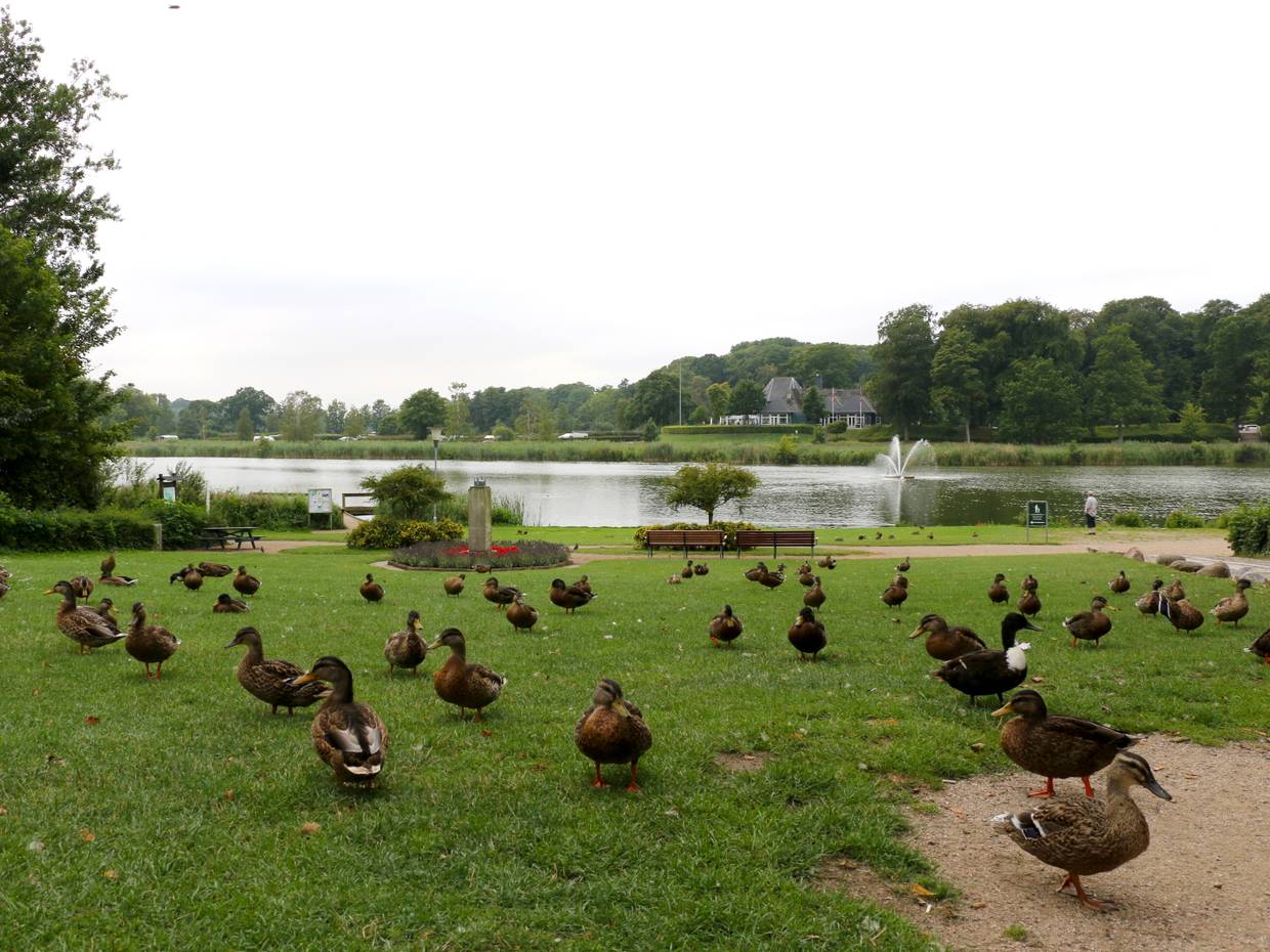 Zahlreiche Enten auf einer Wiese am See