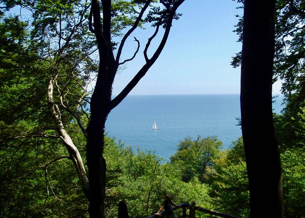 Aussicht zwischen Buchen auf ein Segelschiff