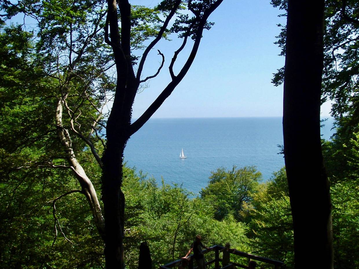 Aussicht zwischen Buchen auf ein Segelschiff