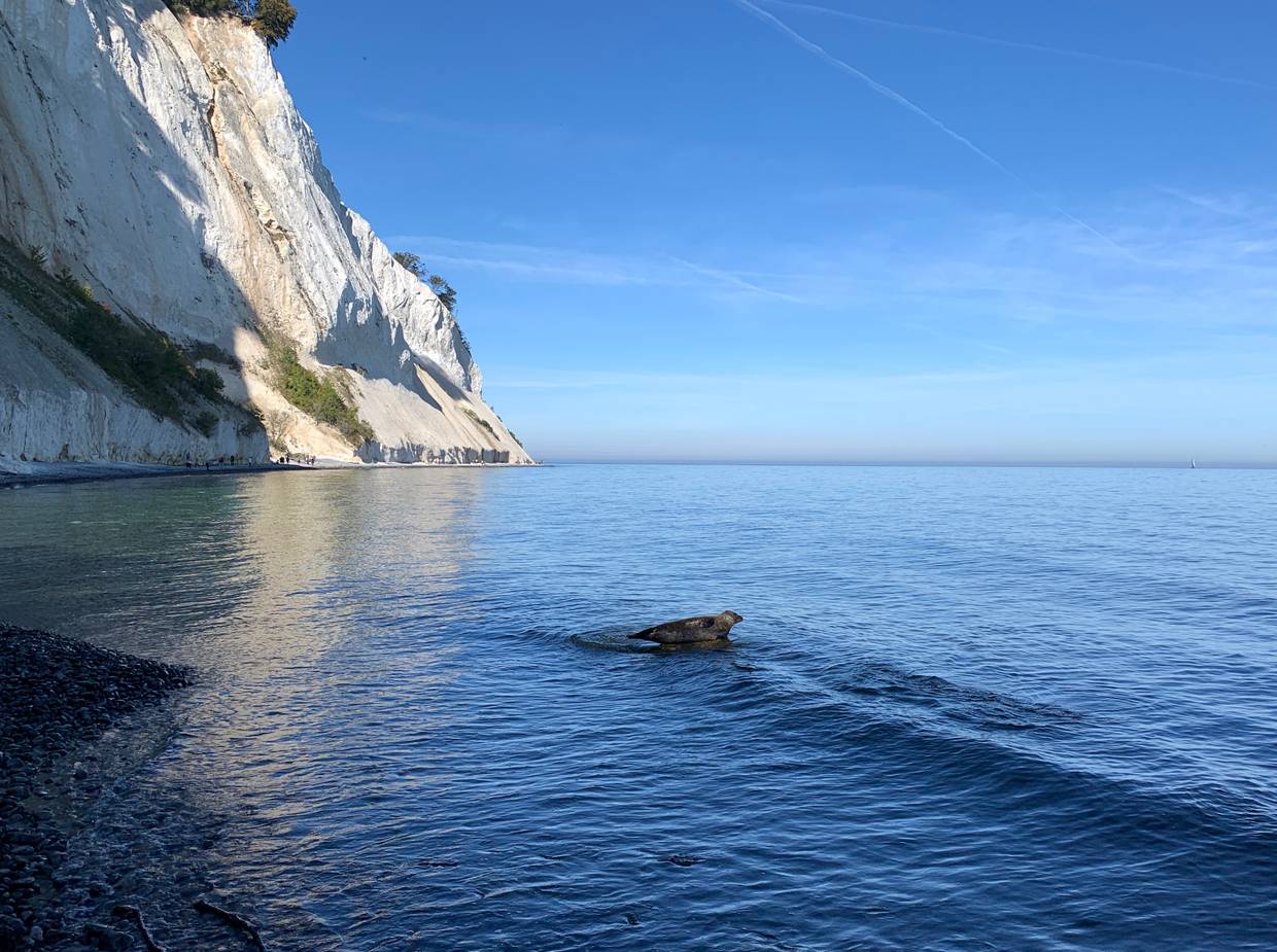 Robbe auf einem Felsen im Meer
