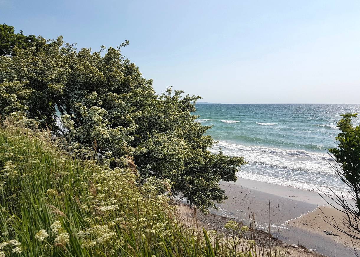 Blick auf die Ostsee über blühende Wiesen