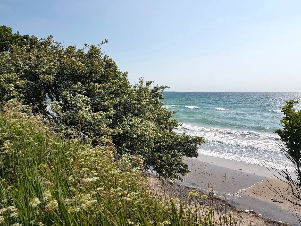 Blick auf die Ostsee über blühende Wiesen