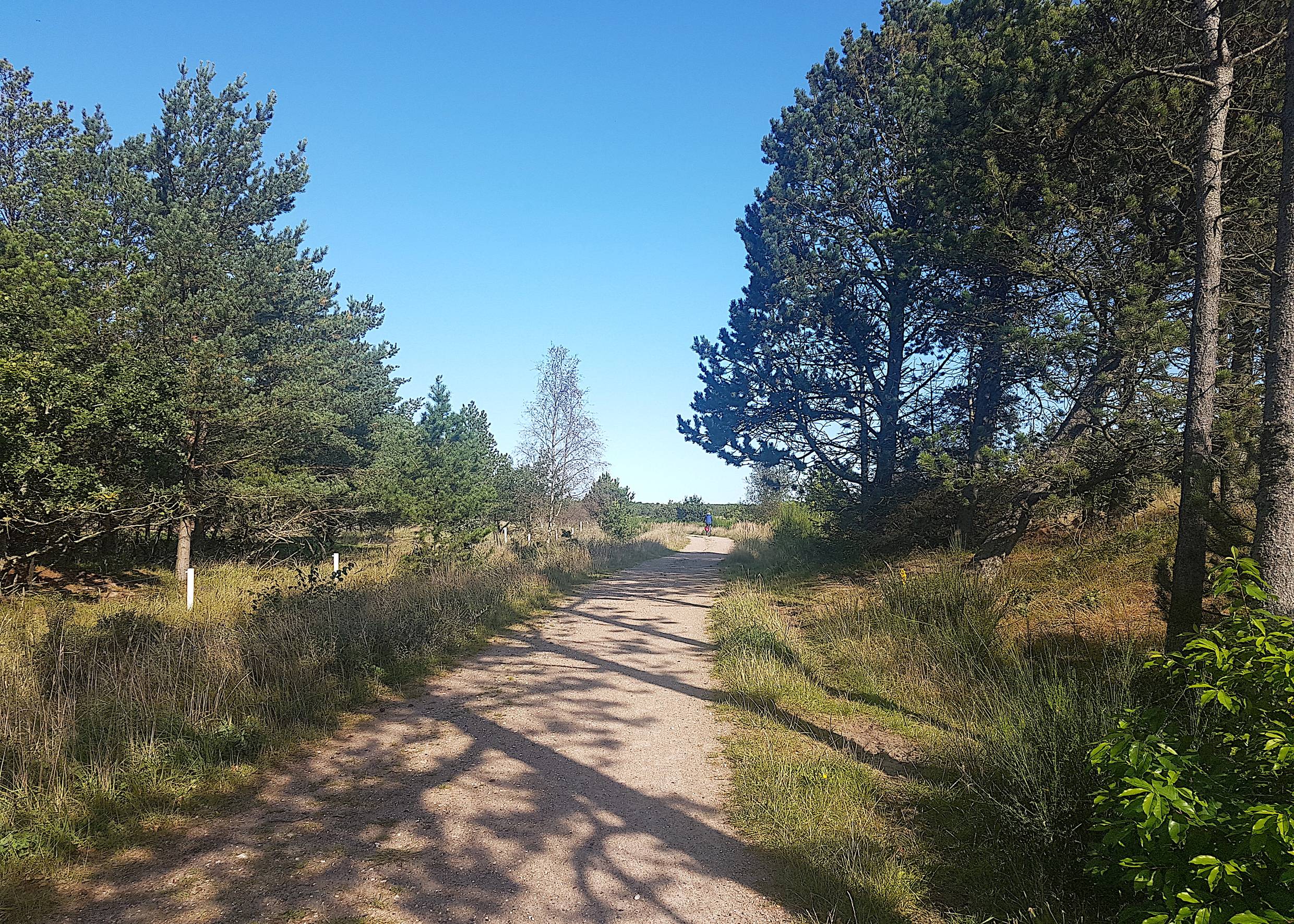 Befestigter Radweg zwischen Nadelbäumen