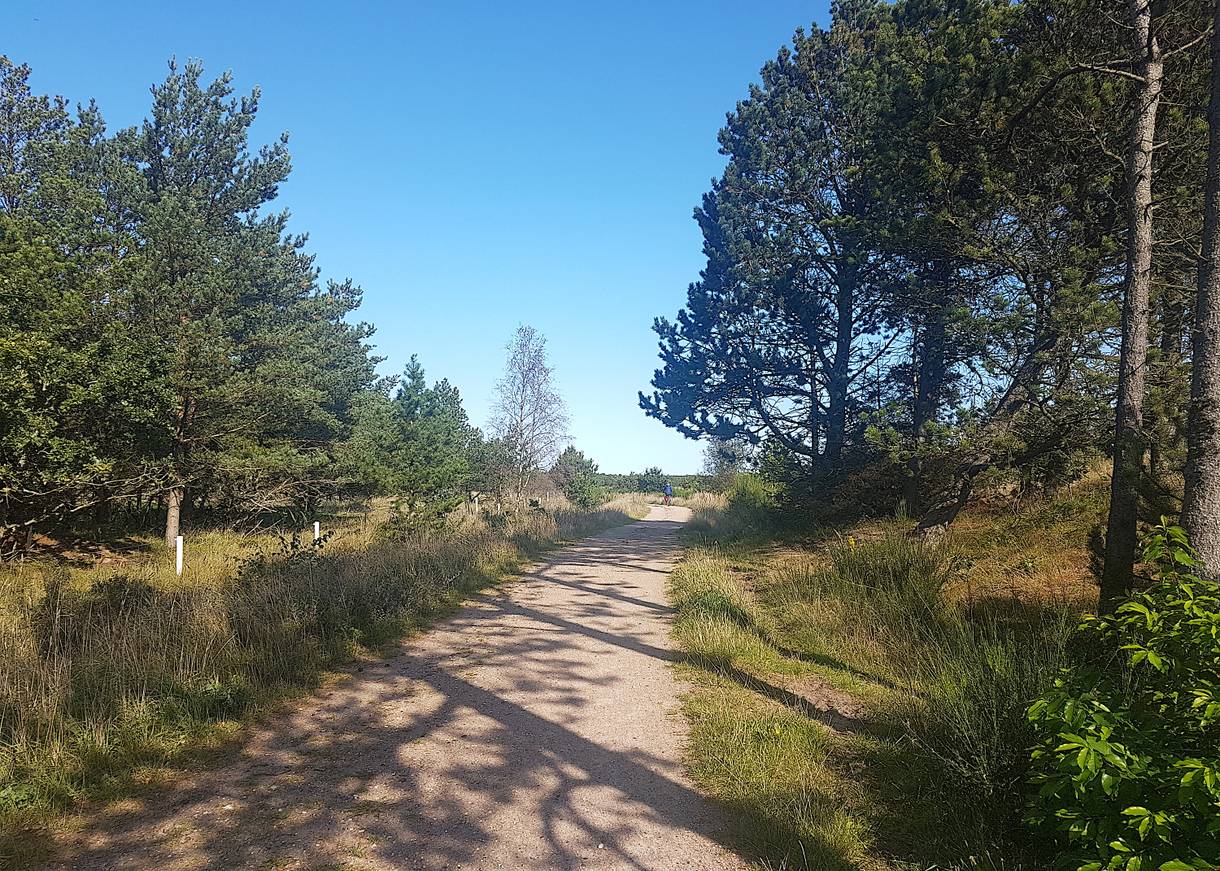 Befestigter Radweg zwischen Nadelbäumen