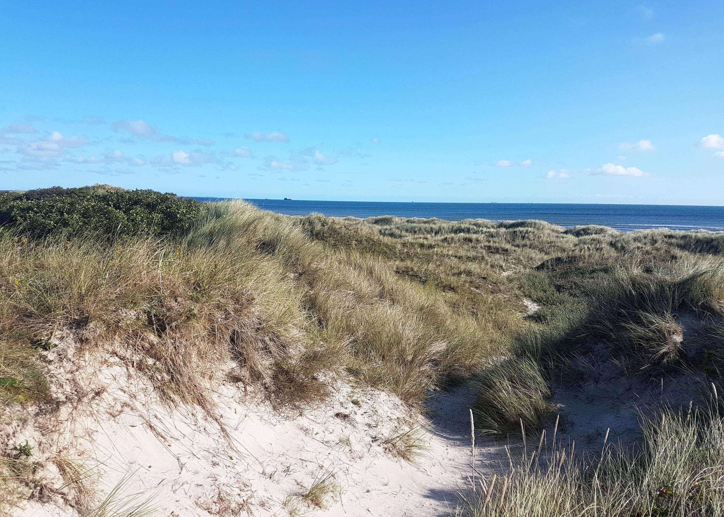 Blick über flache, mit Strandhafer bewachsene Dünen zur Ostsee