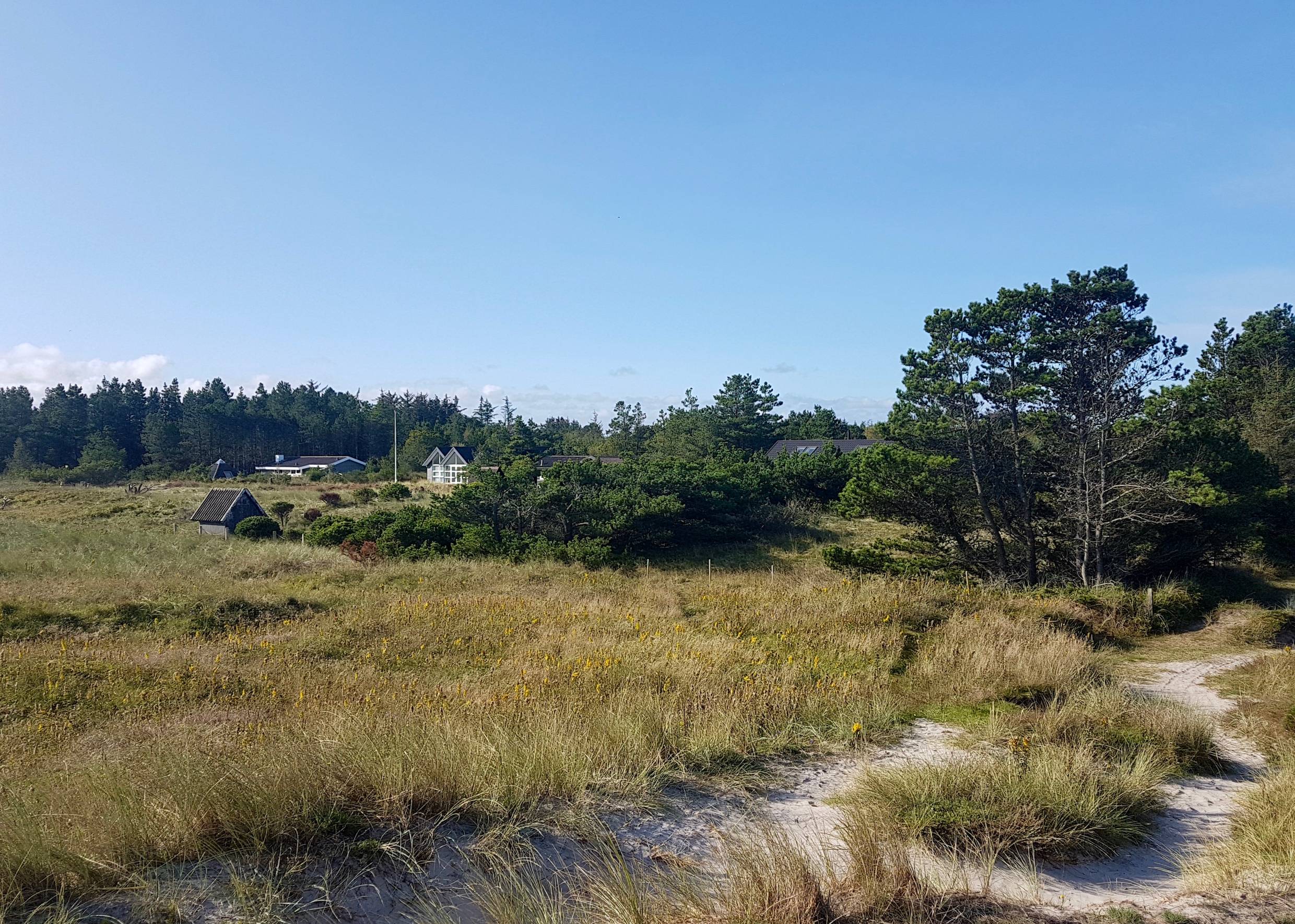 Kiefernwäldchen an eienr Wiese, im Hintergrund Ferienhäuser
