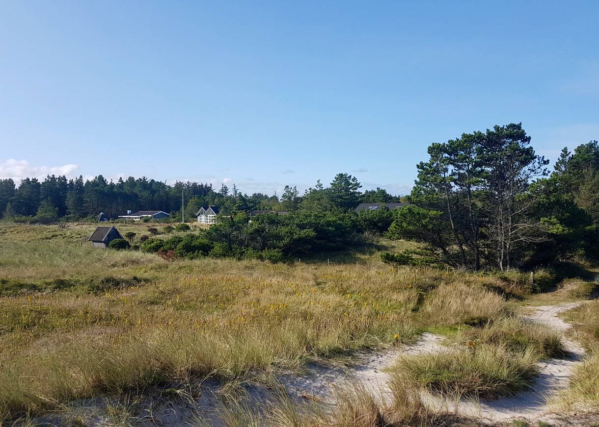 Kiefernwäldchen an eienr Wiese, im Hintergrund Ferienhäuser