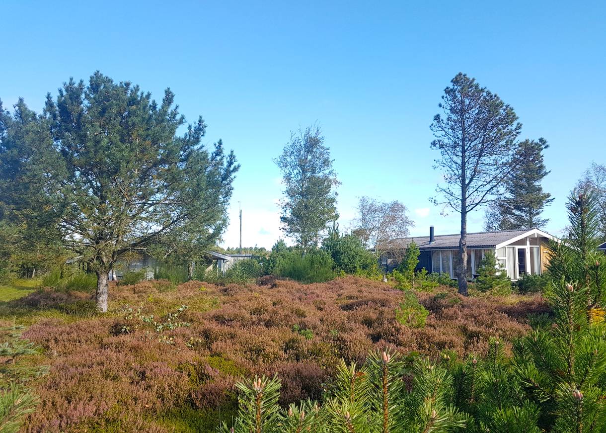 Ferienhäuser inmitten von blühende Heide