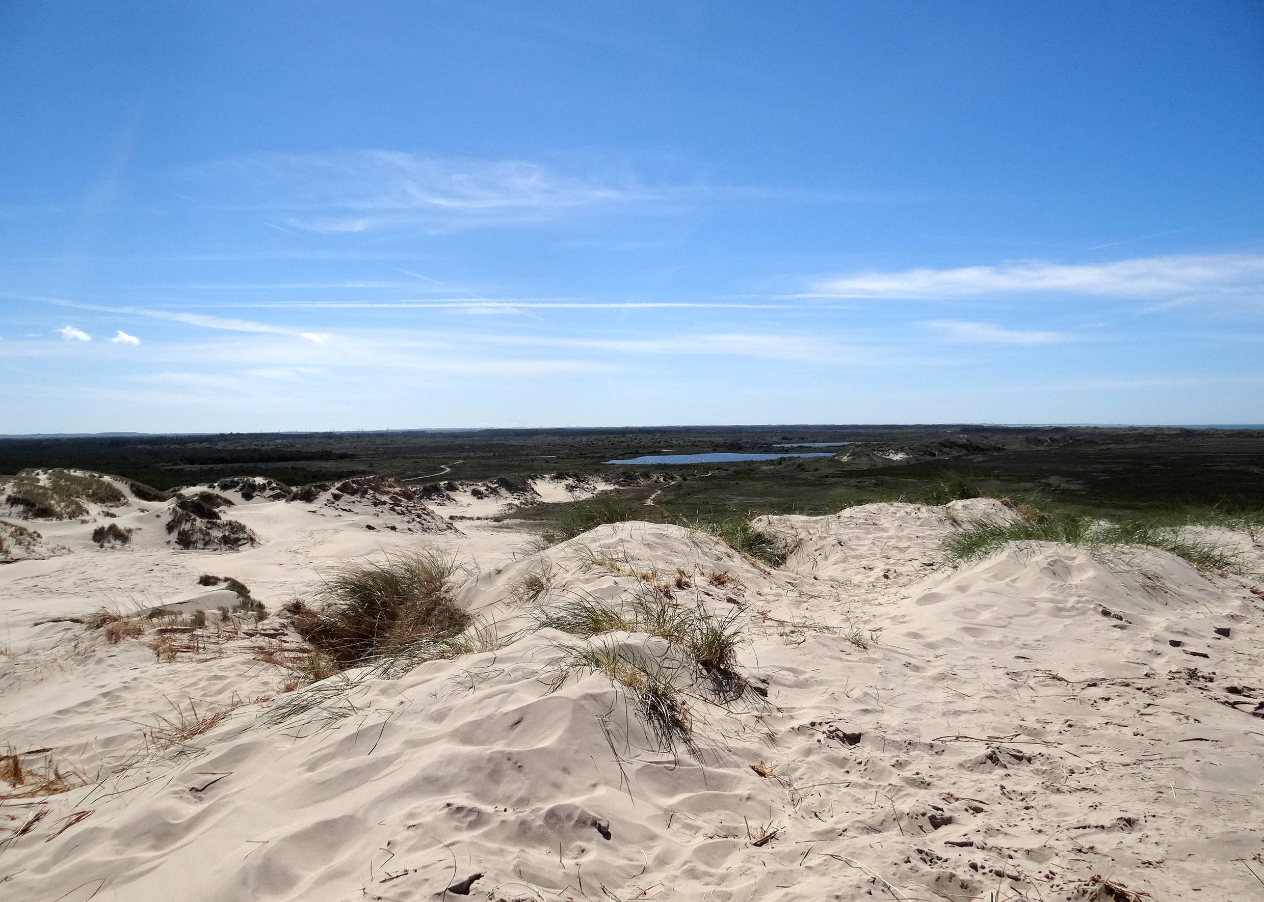 Ausblick von der Wanderdüne Råbjerg Mile