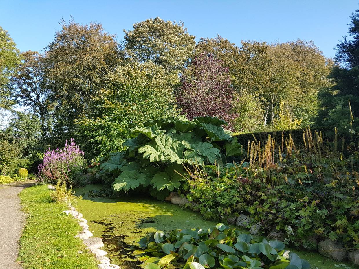 Gartenszene mit einem Gartenteich, riesigen Grünpflanzen und Bäumen im Hintergrund