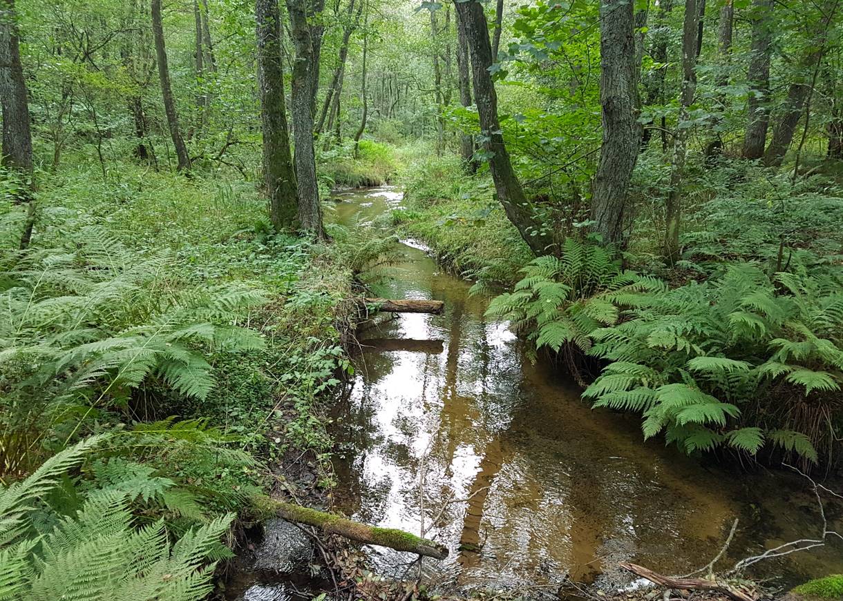 Schmaler Bach im Wald, Farn am Ufer
