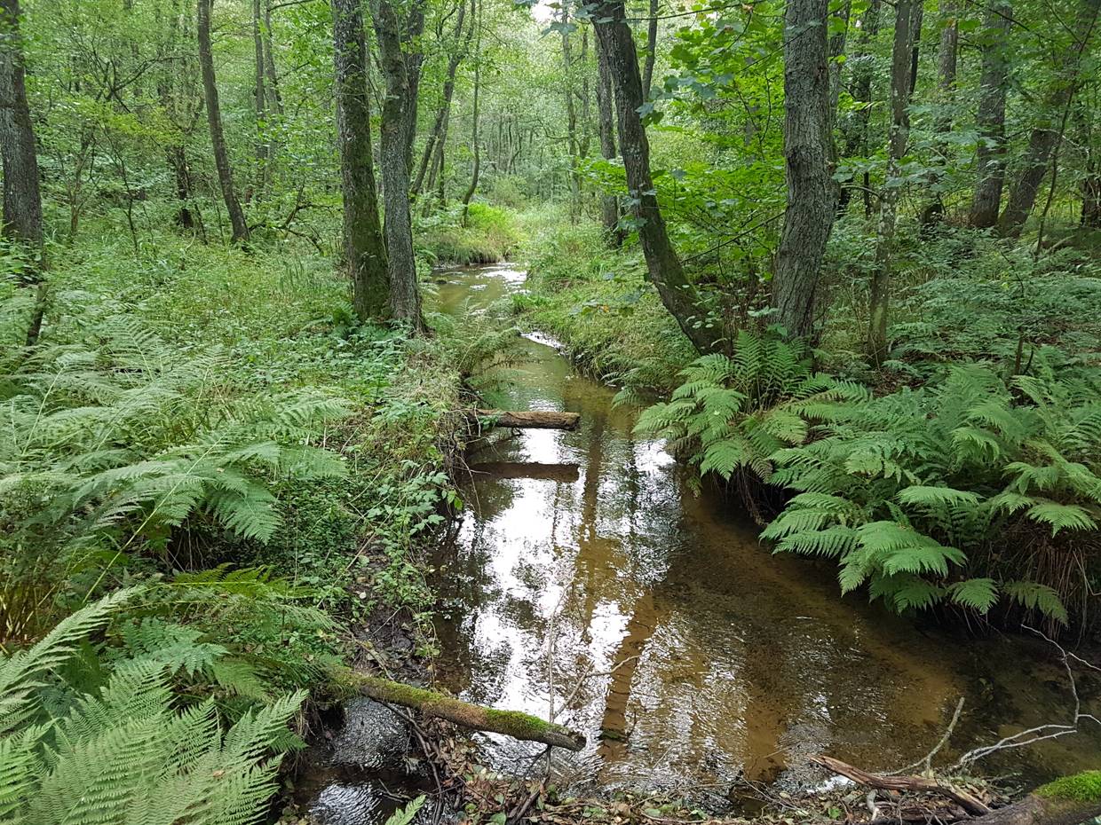 Schmaler Bach im Wald, Farn am Ufer