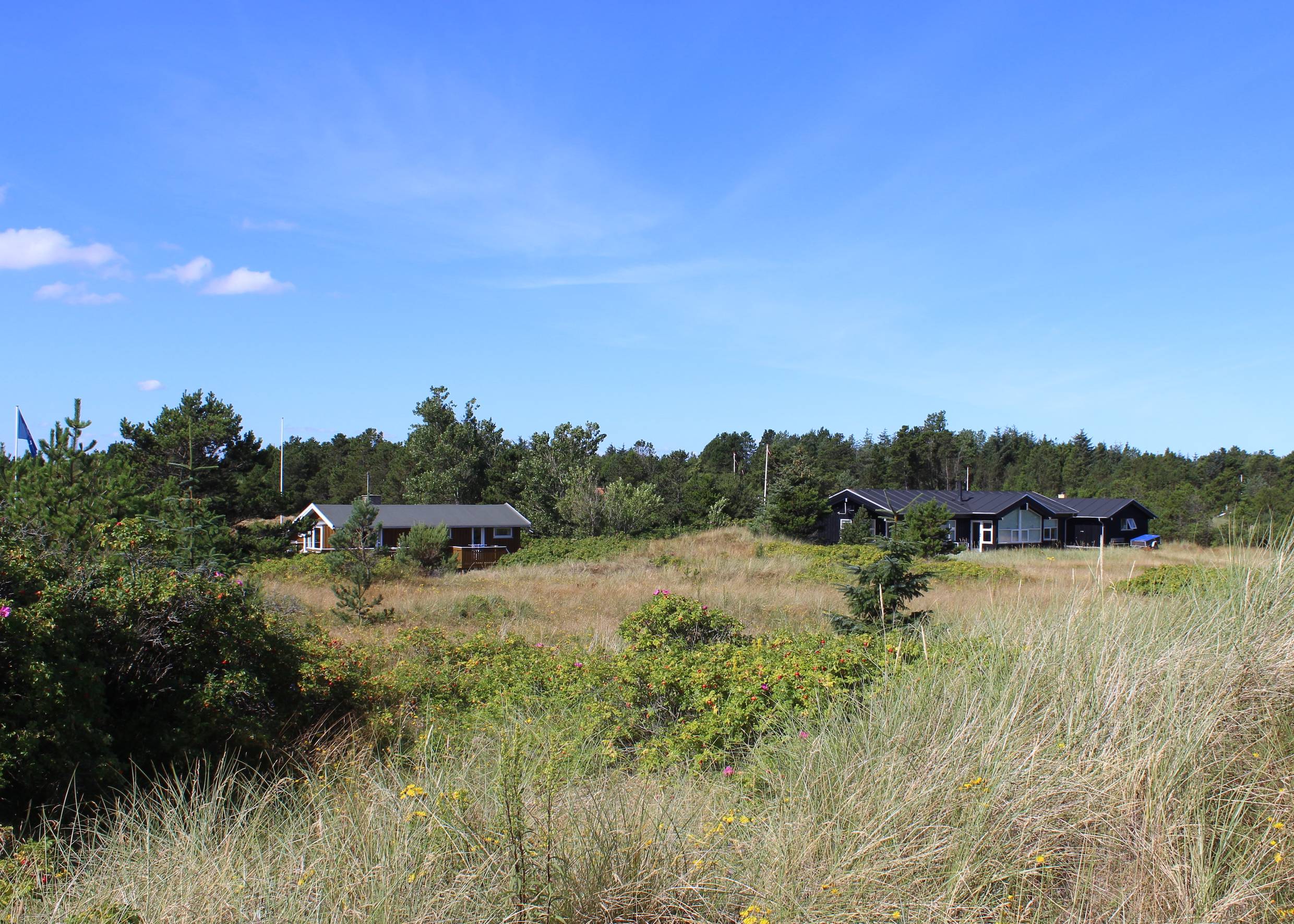 Ferienhäuser, umgeben von Heckenrofen und Strandhafer