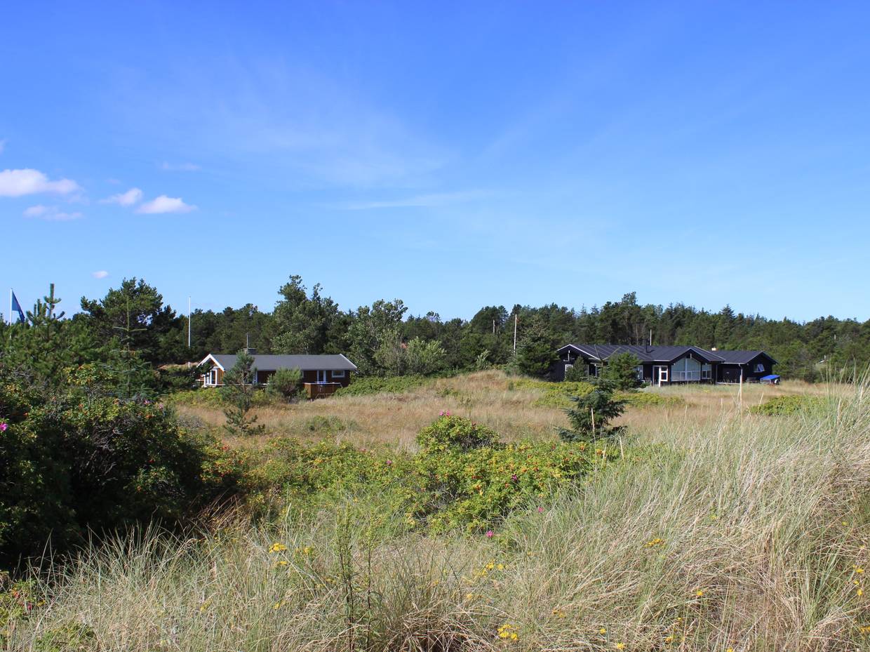 Ferienhäuser, umgeben von Heckenrofen und Strandhafer