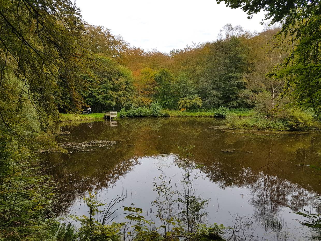 Kleiner Waldsee im Herbst