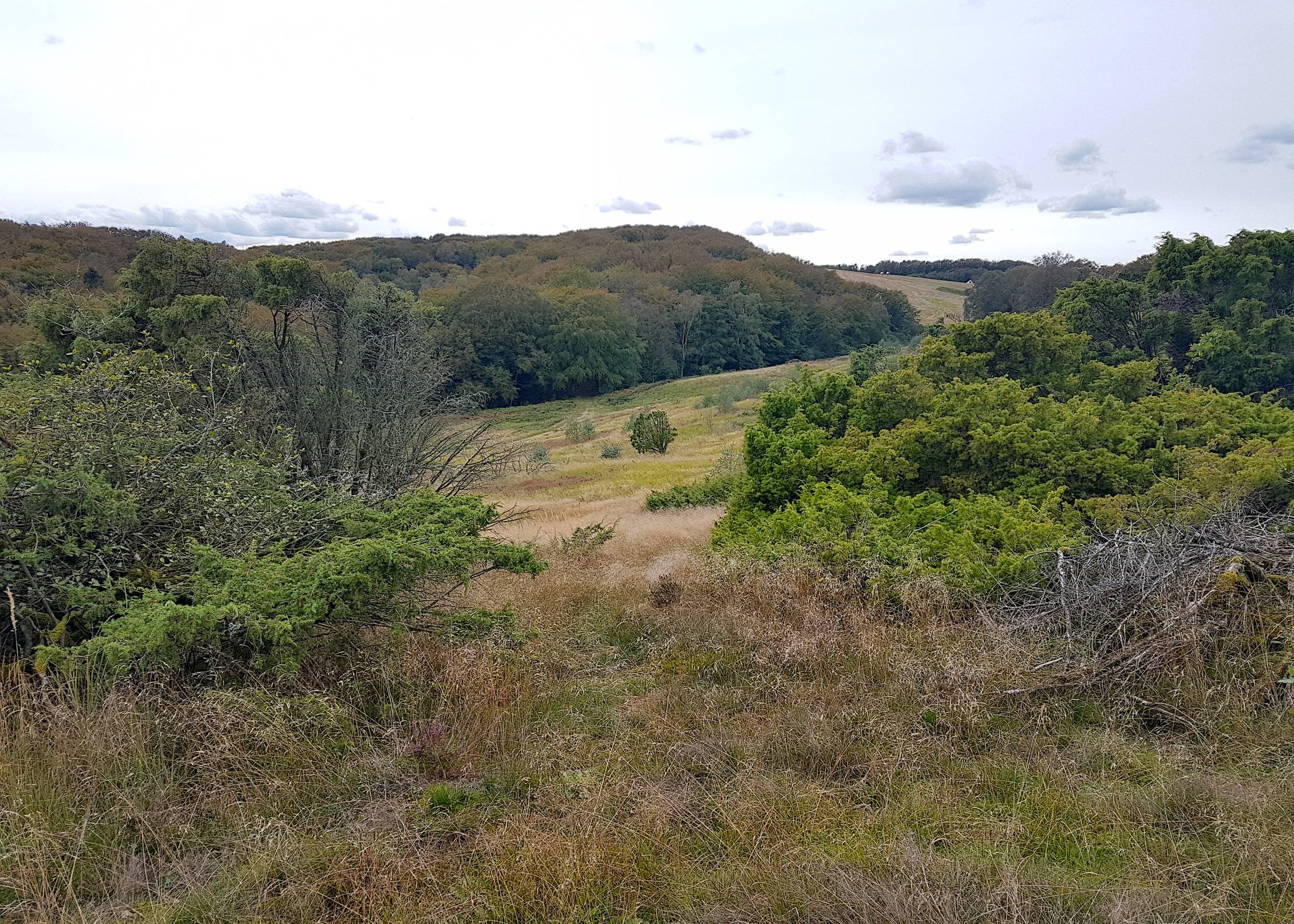 Blick über die Heide hinunter auf einem Wald
