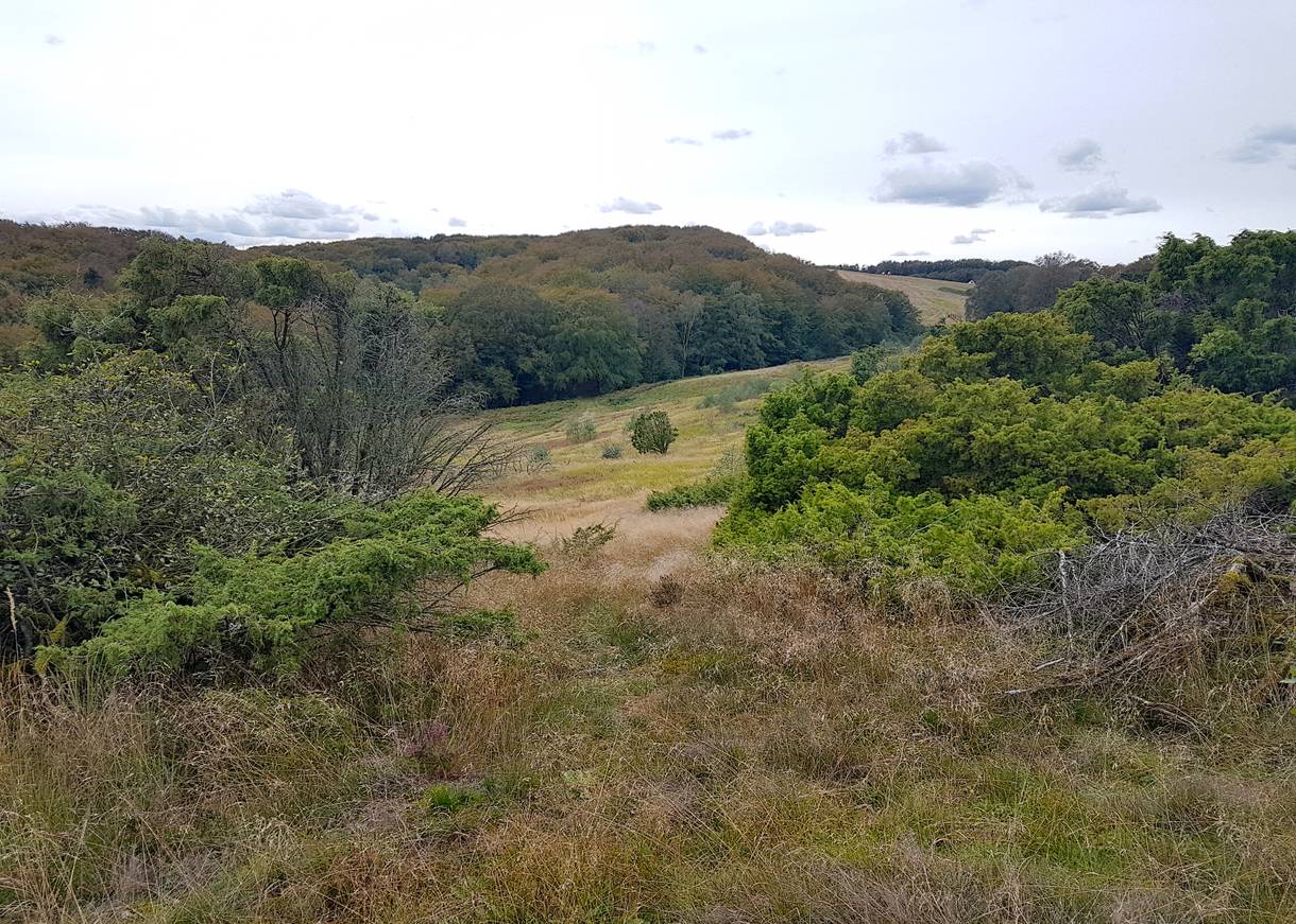 Blick über die Heide hinunter auf einem Wald