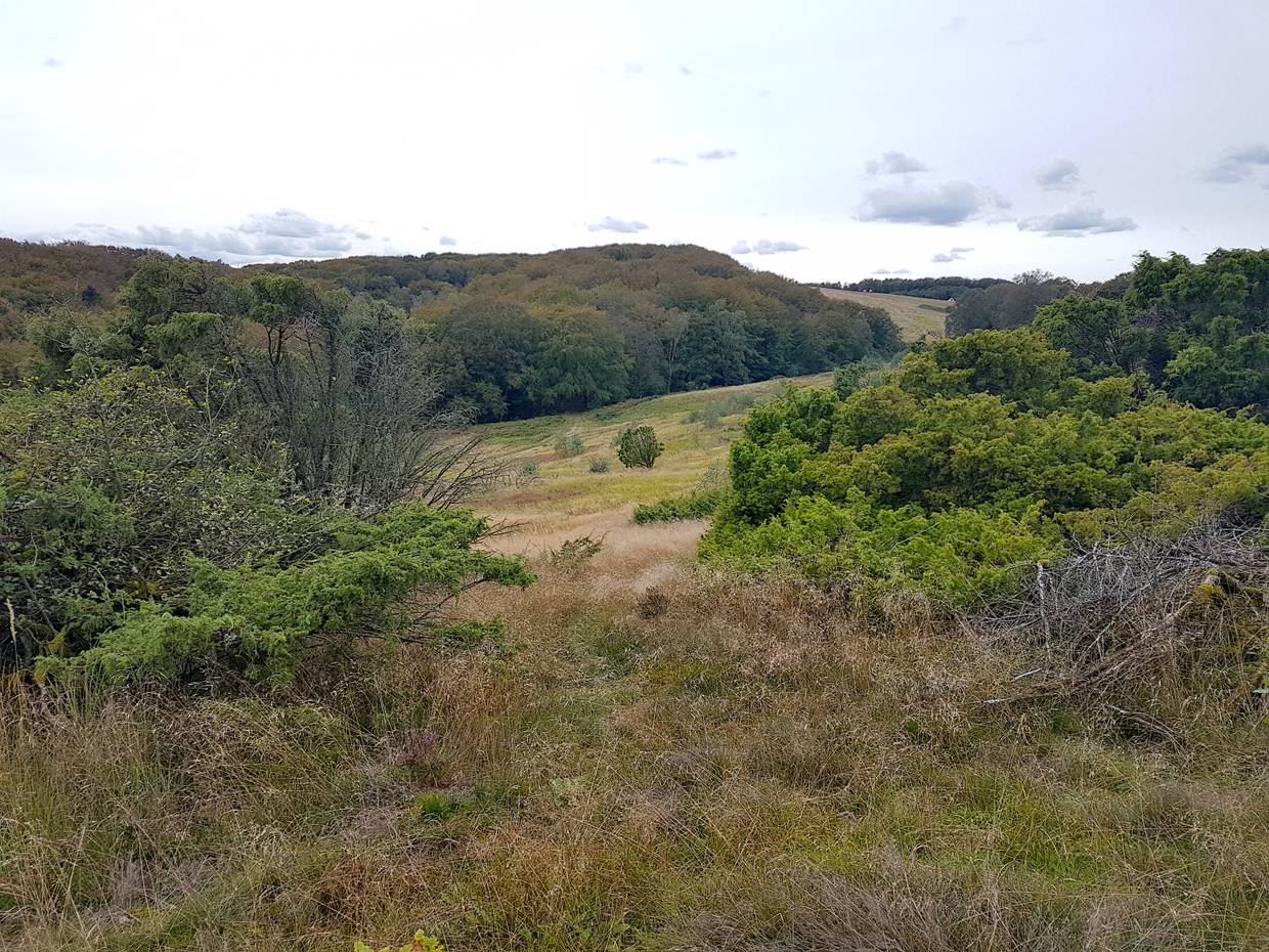 Blick über die Heide hinunter auf einem Wald
