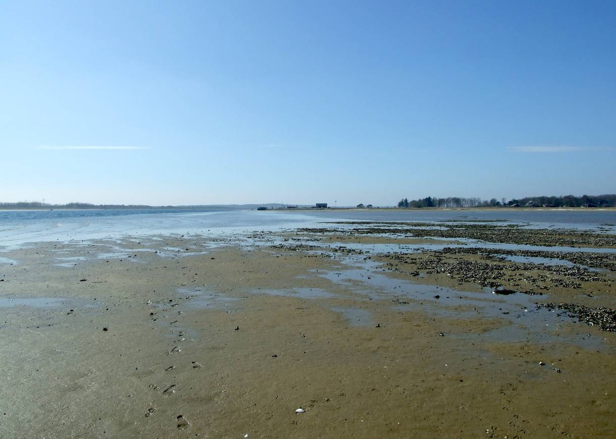 Ebbe an der Ostsee mit vielen Muscheln auf dem Sand