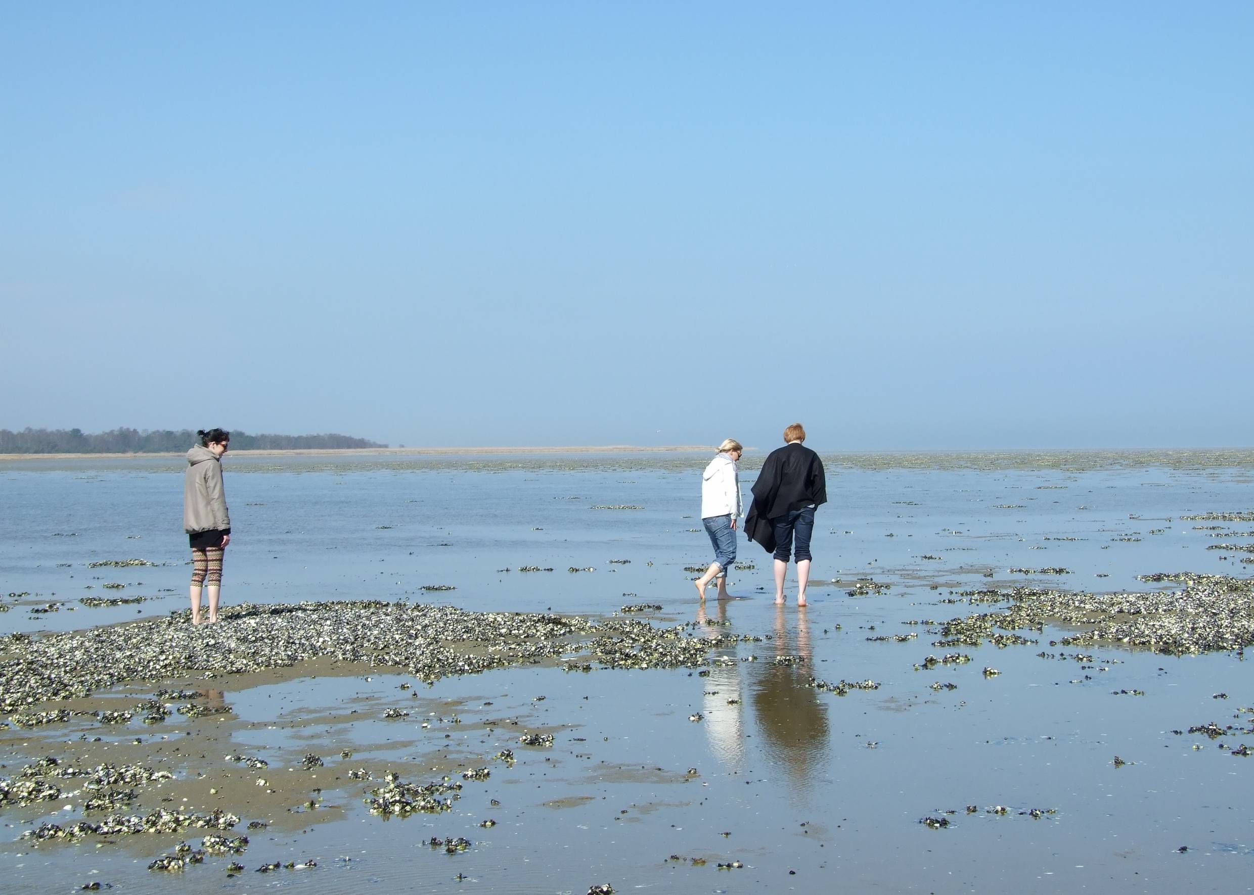 Spaziergänger auf dem Ostseewatt