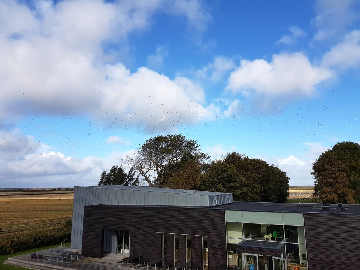 Aussicht über das Besucherzentrum, am Himmel ein Vogelschwarm