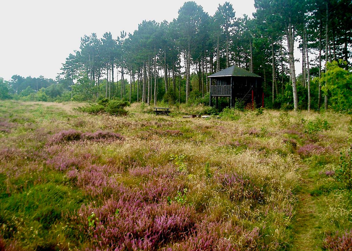 Holzhütte auf Stelzen an einer Waldlichtung