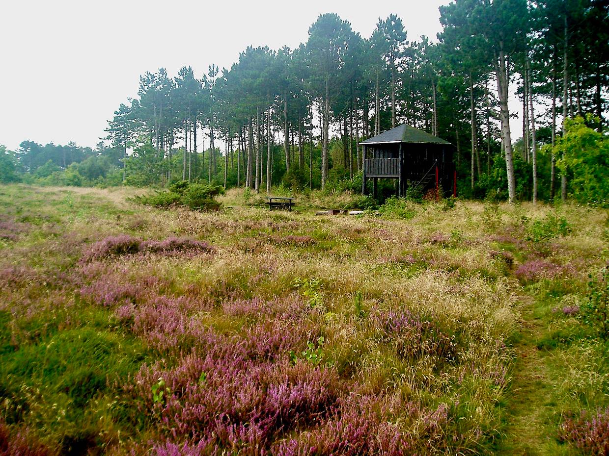Holzhütte auf Stelzen an einer Waldlichtung