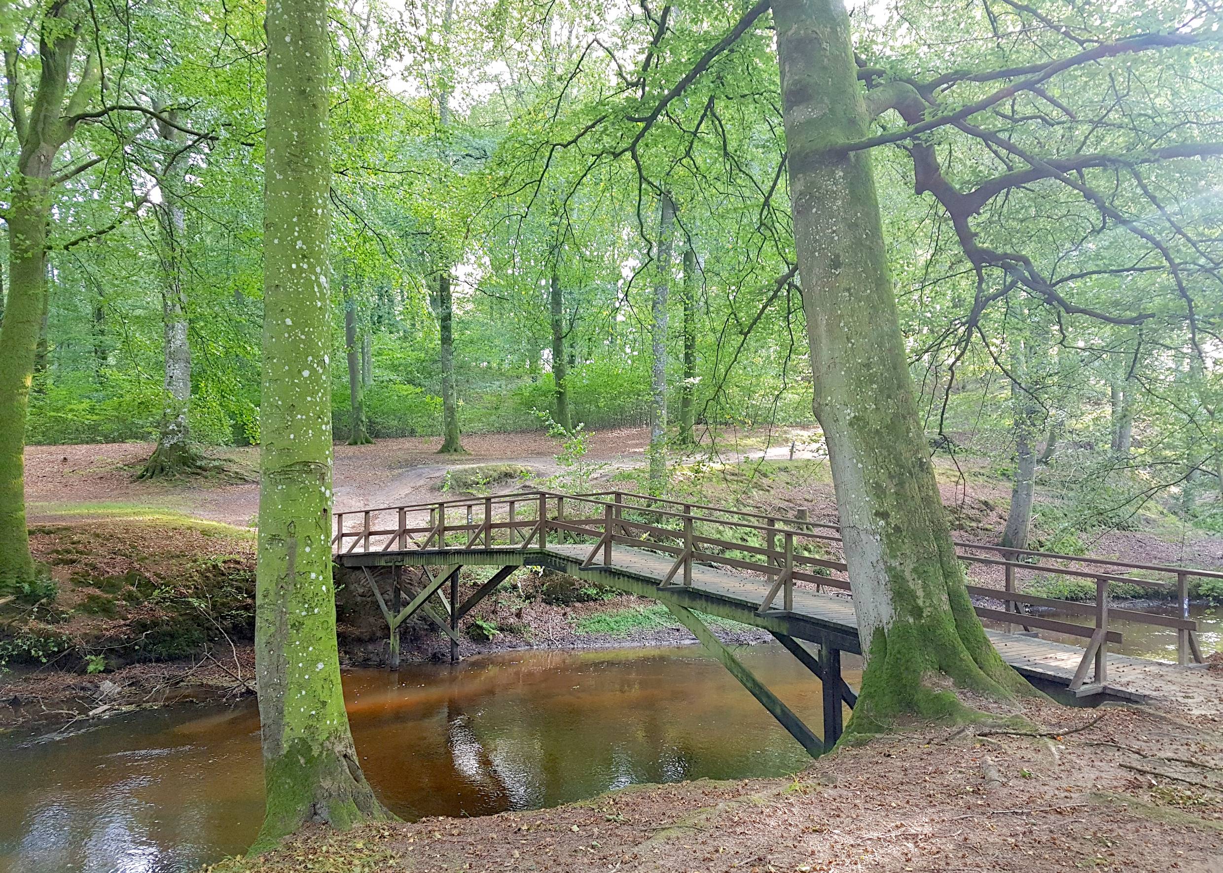 Holzbrücke über einen Bach unter grünen Buchen