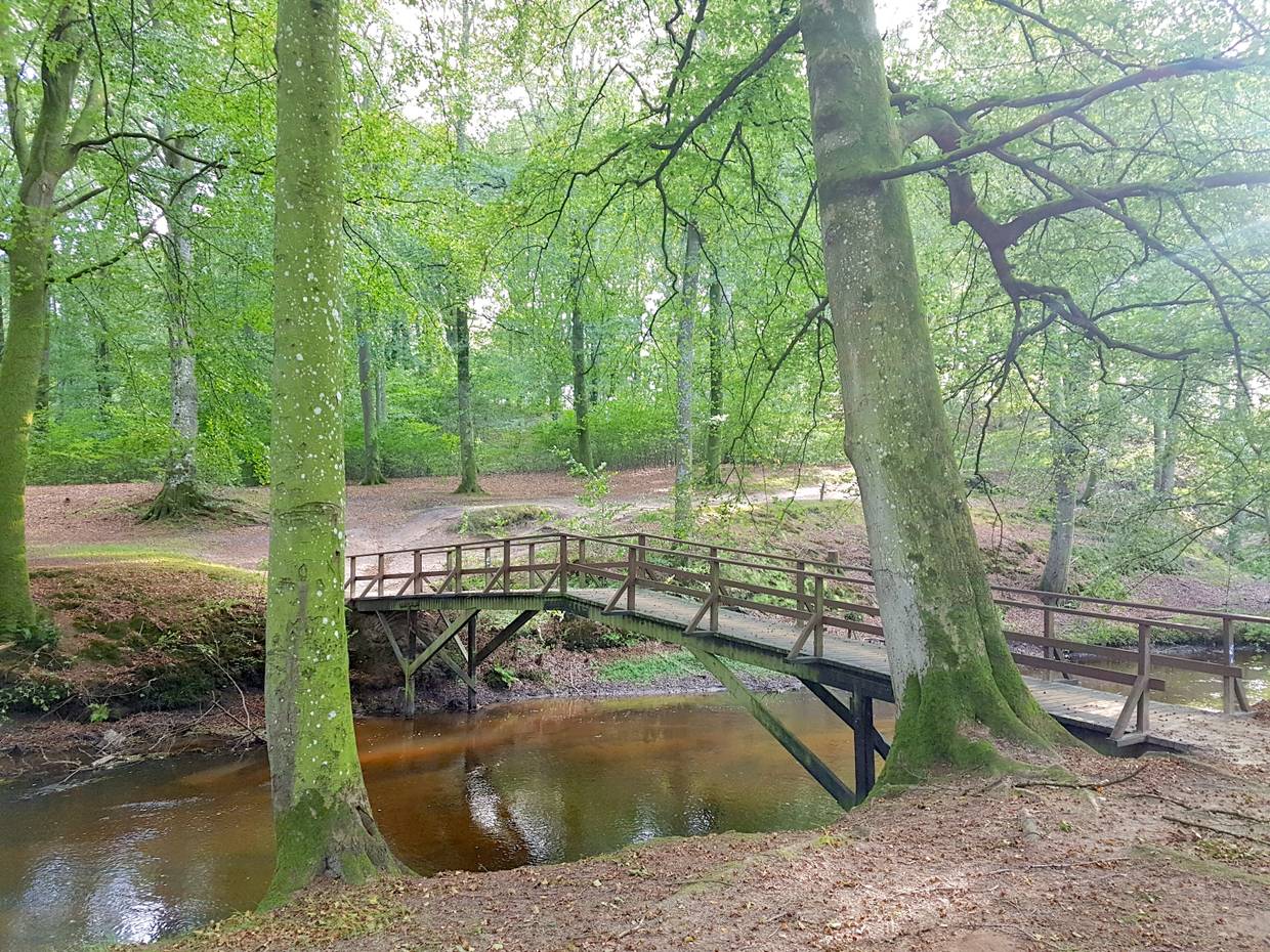 Holzbrücke über einen Bach unter grünen Buchen