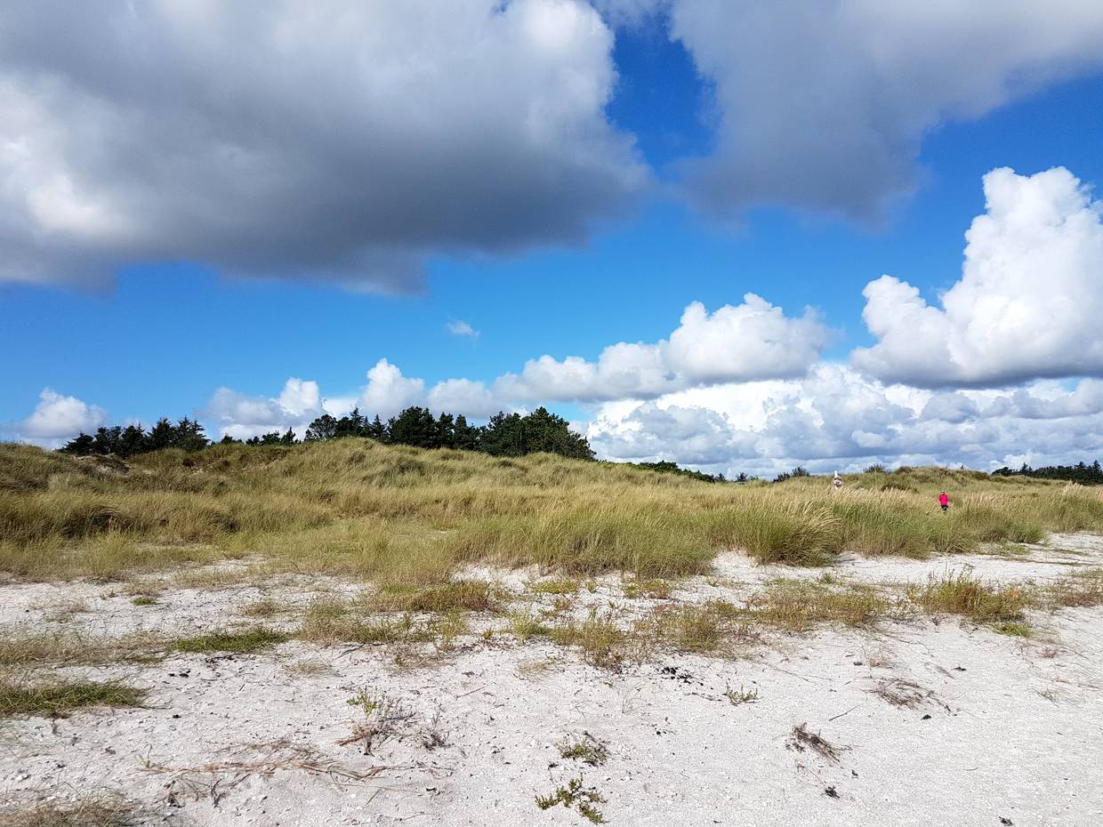 Flacher Dünenrand, dahinter Nadelbäume