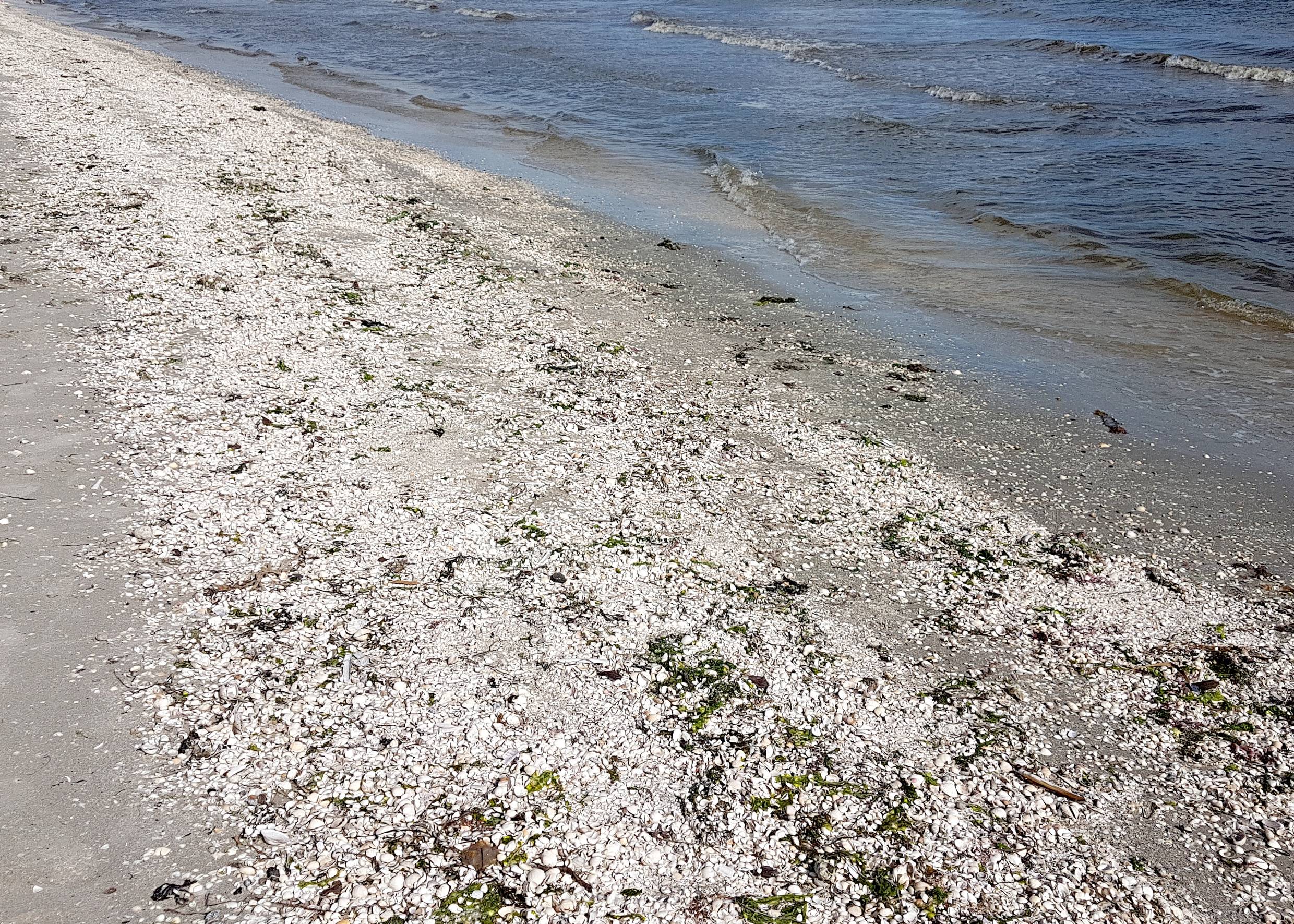 Breiter Streifen mit Muscheln an der Wasserkante
