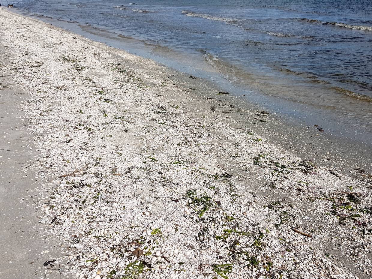 Breiter Streifen mit Muscheln an der Wasserkante