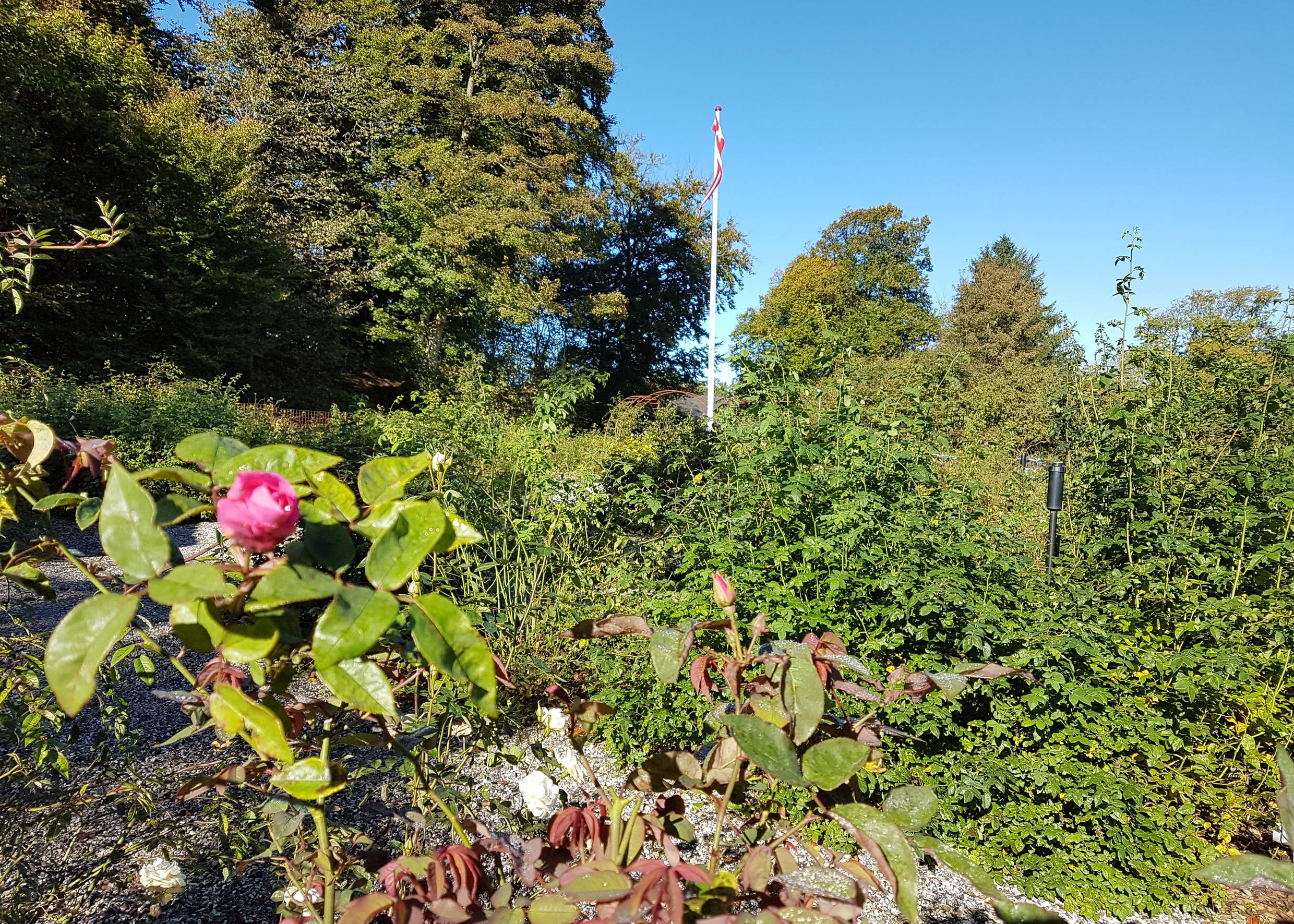 Blühende Rosen