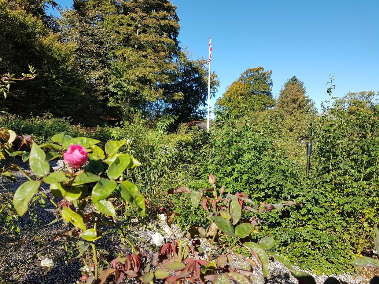 Blühende Rosen