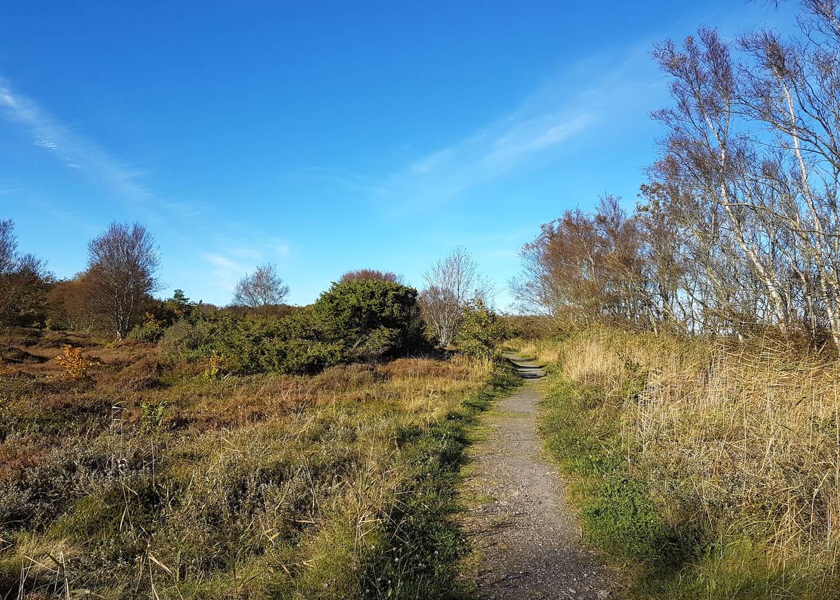 Wanderweg zwischen Heide und Birken