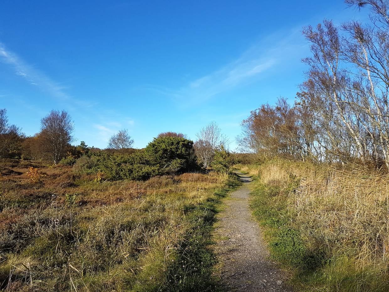 Wanderweg zwischen Heide und Birken